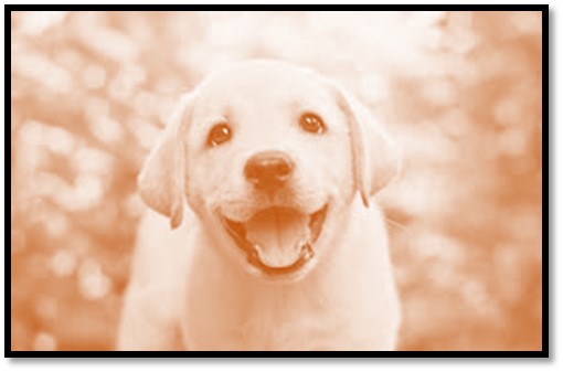  /></p>
<p><span style=